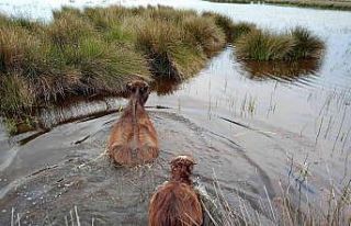 Samsun, manda varlığında Türkiye’de ilk sırada