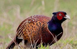 Samsun’dan Türkiye’ye kene avı için 340 bin...