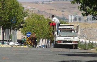 Şanlıurfa’da kaçan kurbanlıklar trafikte zor...