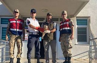 Şanlıurfa’da yaralı bulunan kızıl şahin tedavi...
