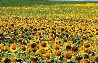 Sarıya boyanan ayçiçeği tarlaları hasat için...