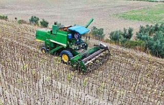 Savaş ve tırtıl istilasıyla önemi artan ayçiçeğinde...