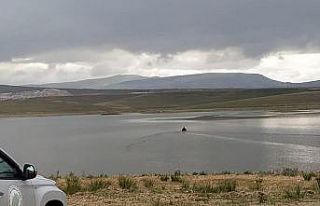 Sazan balık türünün kontrolü için avlanmaya...