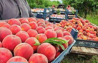 Şeftali tarlada 2 liraya kadar düştü