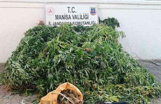 Serada yetiştirilen kenevirlere el konuldu