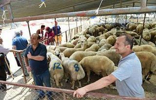 Seyhan’da "ücretsiz kurban kesim" hizmeti