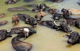 Sıcaktan bunalan mandalar nehirde serinliyor
