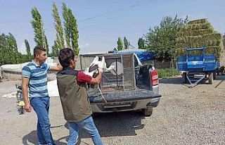 Sıcaktan etkilenen leylekler tedavi altına alındı