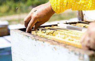 Şifa deposu kekik hem üreticisini hem de arıcıları...