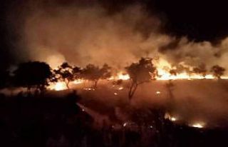 Sigara izmariti zeytinlik alanı yaktı