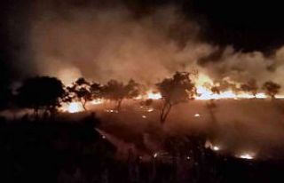 Sigara izmariti zeytinlik alanını yaktı