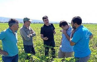 Simav’da ayçiçeğinde “Çayır Tırtılı”...