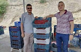 Simav’lı çiftçiler kiraz ve vişneden yılda...