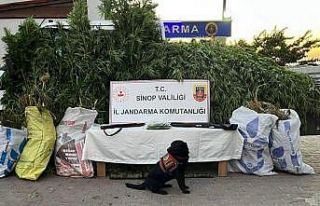 Sinop’ta 19 kilo esrar ile bin 773 kök kenevir...