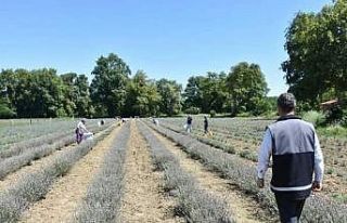 Sinop’ta ilk lavanta hasadı