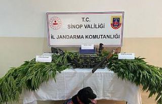 Sinop’ta jandarmadan yasa dışı kenevir operasyonu