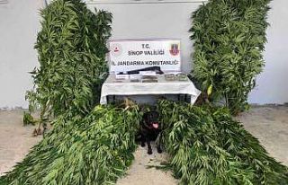 Sinop’ta yasa dışı kenevir yetiştirmeye 3 gözaltı