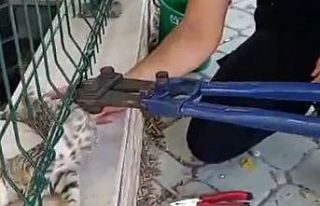 Sitenin tel örgüsüne sıkışan kediyi itfaiye...