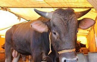 Sivas’ta kurban kesim yerleri belirlendi