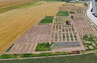 Sivas’ta tahıl, baklagiller ve yem bitkilerinde...