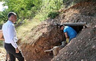 Sokak canlıları için doğal yaşam alanları oluşturuldu