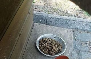 Sokak hayvanları için yemleme çalışması yapıldı