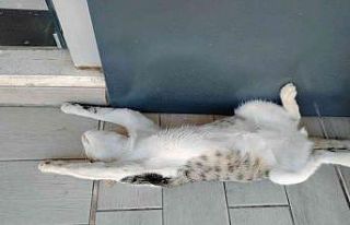 Sokak kedisinin sıcak hava ile imtihanı