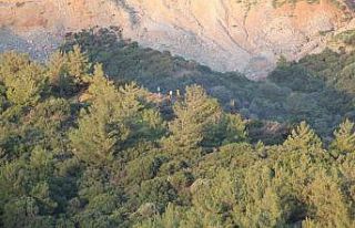 Söke’deki yangında 3 dönüm alan zarar gördü