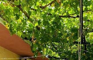 Solingen’den Diyarbakır’a uzanan kurban eti dayanışması