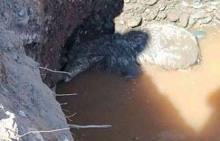 Su dolu çukurda mahsur kalan kurt ve köpeği ekipler...