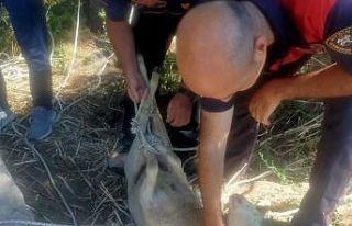 Su kuyusuna düşen koyunun imdadına itfaiye ekipleri...