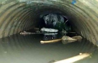 Sulama kanalına düşen köpek kurtarıldı