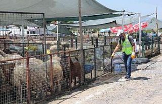 Talas’ın Kurban Pazarı’na tam not
