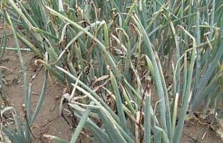 Tarım İl Müdürlüğü’nden soğan üreticilerine...