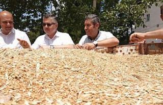 Tarım Lisesinde ilk hasat heyecanı yaşandı.