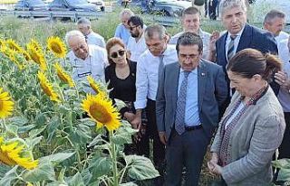 Tarım ve Orman Bakan Yardımcısı Pakdil: "Rekolte...