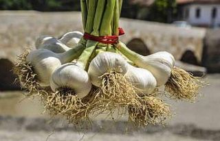 Taşköprü sarımsağı 39 TL’lik kilogram fiyatı...