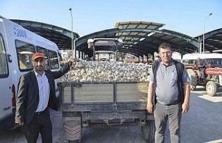 Taşköprü sarımsağı bu yıl üreticisinin yüzünü...