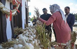 Taşköprü sarımsağına kooperatif desteği