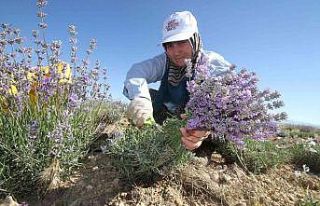 Taşlık ve kıraç alanı değerlendirip lavanta...