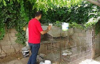 Tavuk hırsızlarının rahat tavrı pes dedirtti:...