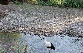 Tedavisi tamamlanan yavru leylek doğaya bırakıldı