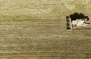 Tekirdağ’da 6 bin yıllık ata tohumları hasat...