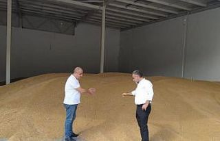 TMO Boyabat’ta arpa ve buğday alıyor