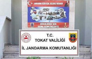Tokat’ta 84 kök hint keneviri ele geçirildi