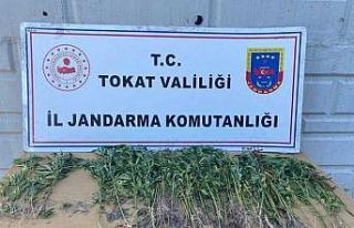 Tokat’ta kenevir operasyonu 1 gözaltı