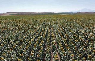 Tomarza, ayçiçeğinde atak yaptı