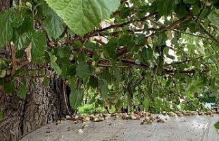 Toplanmayıp yerde çürüyen dutlar ziyan oluyor