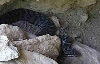 Tunceli’de zehirli "Wagner Kaya Engereği"...