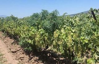 Turgutlu’da 118 kök Hint keneviri ele geçirildi